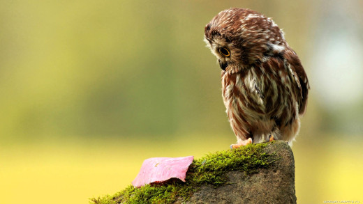 �1761215 �������(a): ����������:1920x1080